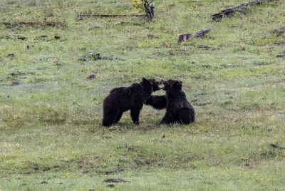 Grizzly Bears Fairy Falls Parking Lot 2025